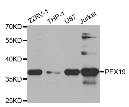 PathPlus™ PEX19 Antibody