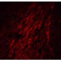 IHC-plus™ GATA3 Antibody