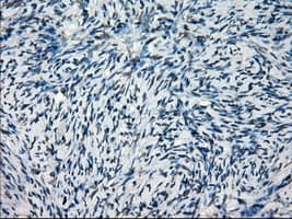 SATB1 Antibody (clone OTI11H4, Carrier-free)
