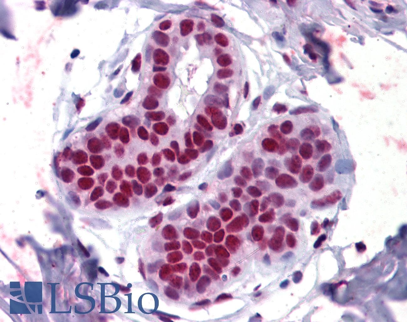 IHC-plus™ APEX1 / APE1 Antibody (aa2-15)