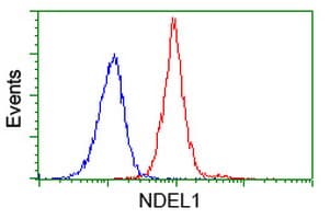 NUDEL / NDEL1 Antibody (clone OTI1C7, Carrier-free)