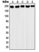 PDGFRA / PDGFR Alpha Antibody (C-Terminus)