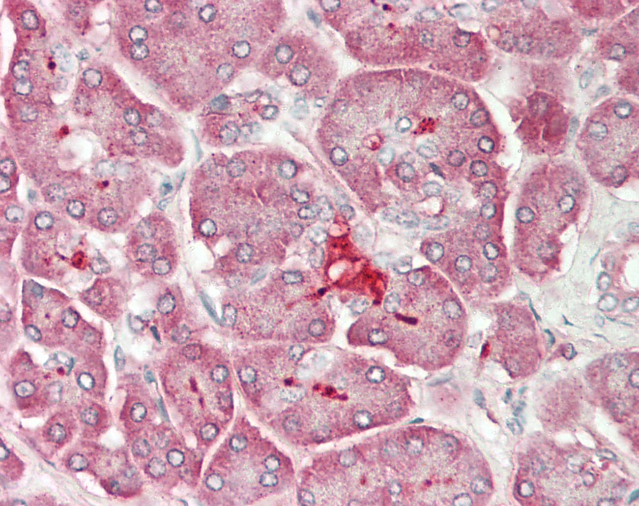 Cullin 4A / CUL4A Antibody (aa630-679)