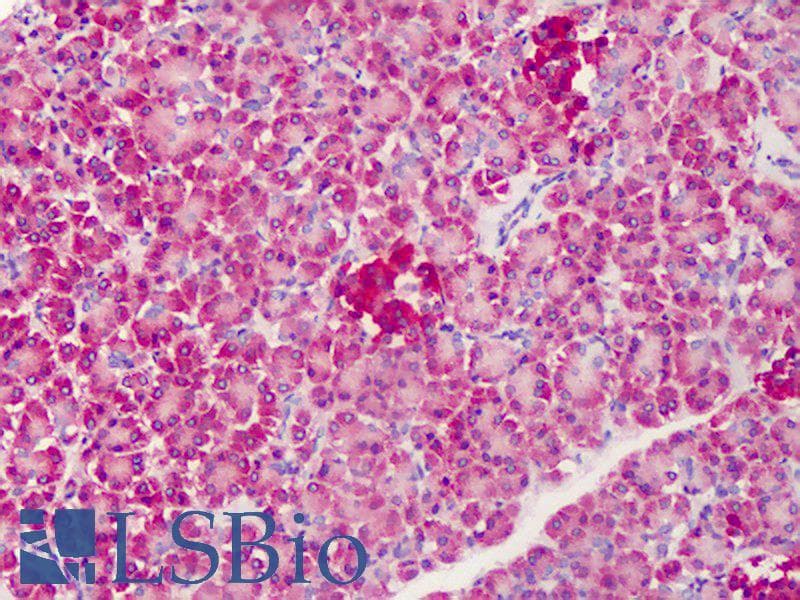 IHC-plus™ C1QTNF4 / CTRP4 Antibody