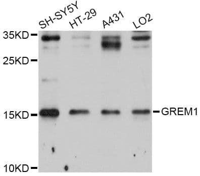 GREM1 / Gremlin-1 Antibody