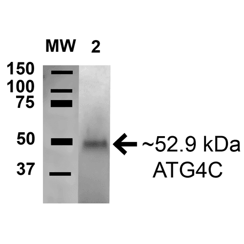 AUTL1 / ATG4C Antibody (Biotin)