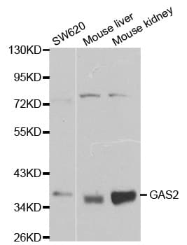 GAS2 Antibody
