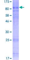 Human SLC7A4 Protein (Recombinant GST)
