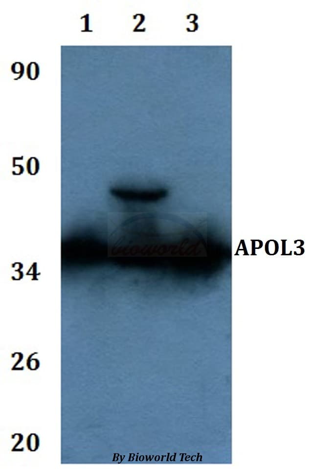 APOL3 / Apolipoprotein L 3 Antibody