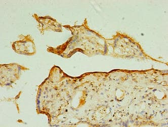 TSPAN31 Antibody (aa94-173)
