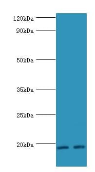 SRGN / Serglycin Antibody (aa28-158)