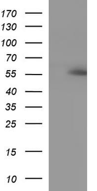 ANKMY2 Antibody (clone OTI2G1)