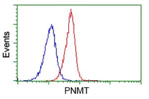 PNMT Antibody (clone OTI1F3)