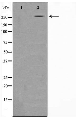 CREBBP / CREB Binding Protein Antibody
