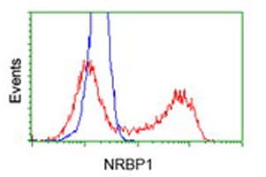 Monoclonal Mouse anti-Human NRBP1 / NRBP Antibody (clone OTI7E2, IHC, WB)