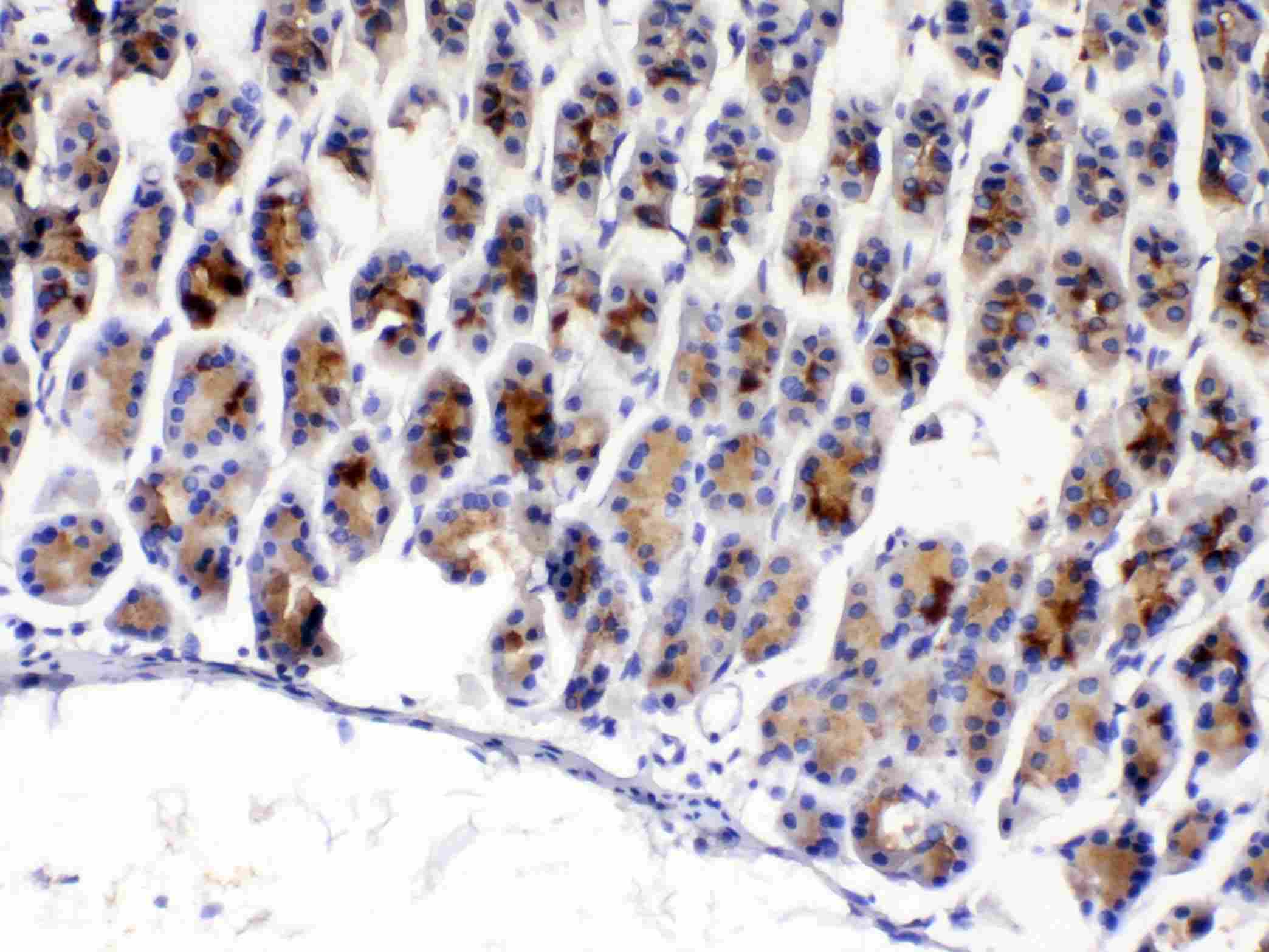 TFF3 / Trefoil Factor 3 Antibody