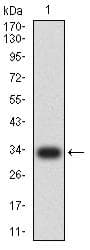TNFRSF18 / GITR Antibody (clone 6H8B9)