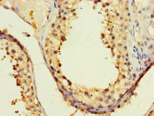 PAXIP1 / PTIP Antibody