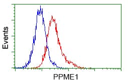 PME-1 / PPME1 Antibody (clone OTI7F12)