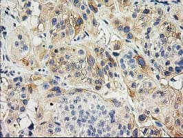 ILVBL Antibody (clone OTI4E4, Carrier-free)