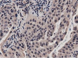 BTN1A1 Antibody (clone OTI7B5)