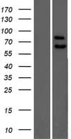 PPP2R5C Protein (Over-Expression Lysate Myc-DDK (Flag))