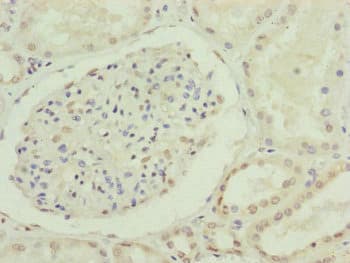 Polyclonal Rabbit anti-Human CDC45 Antibody (IHC, IF, WB)