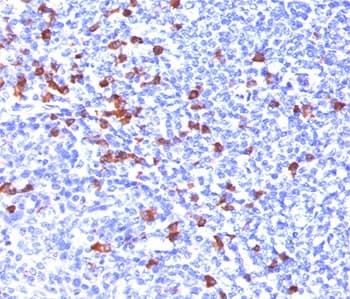 IgG Heavy Chain Antibody (clone IG266, Azide-free, BSA-free)
