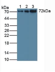 STAM1 / STAM Antibody (aa196-465, PE)