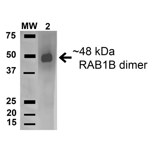 RAB1B Antibody (Atto 594)