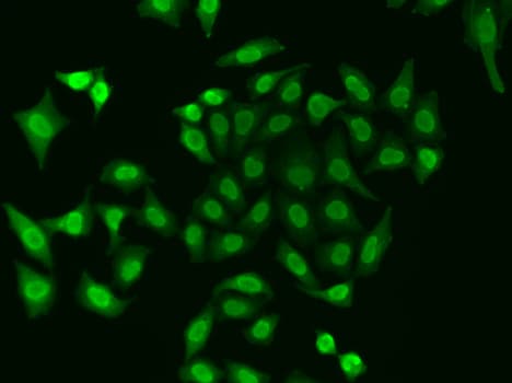 APEX1 / APE1 Antibody