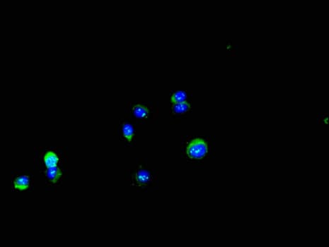 DDIT4 / REDD1 Antibody