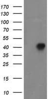 FOXI1 Antibody (clone OTI2H5)