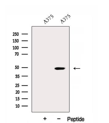 DNAJA2 Antibody