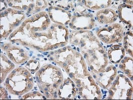 SNX9 / WISP Antibody (clone OTI2A11)
