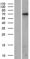 KLHL17 Protein (Over-Expression Lysate Myc-DDK (Flag))