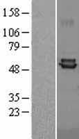 FDXR Protein (Over-Expression Lysate Myc-DDK (Flag))
