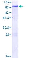Human XPNPEP1 / Aminopeptidase P Protein (Recombinant GST)