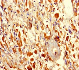 Fam114a2 Antibody