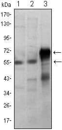ETS1 / ETS-1 Antibody (clone 8A8)