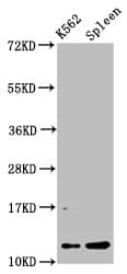 HIST1H4I Antibody