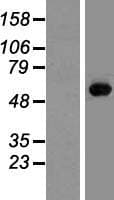 M1AP Protein (Over-Expression Lysate Myc-DDK (Flag))