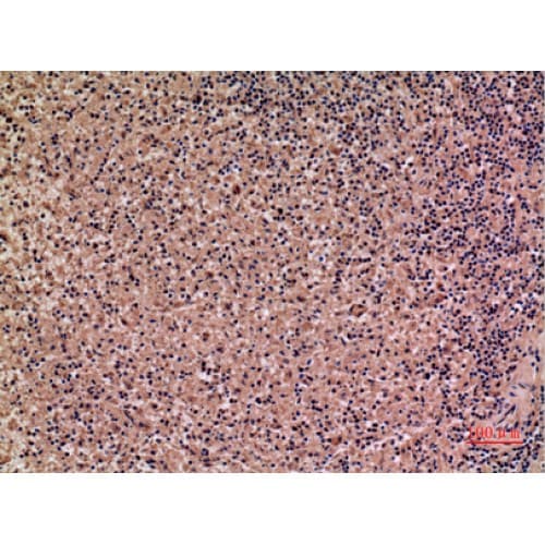 IL28 Antibody (131-180 aa, C-terminal)