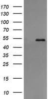 PDIA3 / ERp57 Antibody (clone OTI3H5)