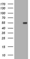 EMA / MUC1 Antibody (clone OTI2E3)