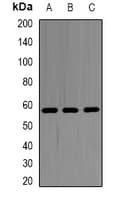 Polyclonal Rabbit anti-Human SHMT / SHMT2 Antibody (IHC, IF, WB)
