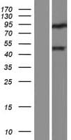 DUX4L4 Protein (Over-Expression Lysate Myc-DDK (Flag))