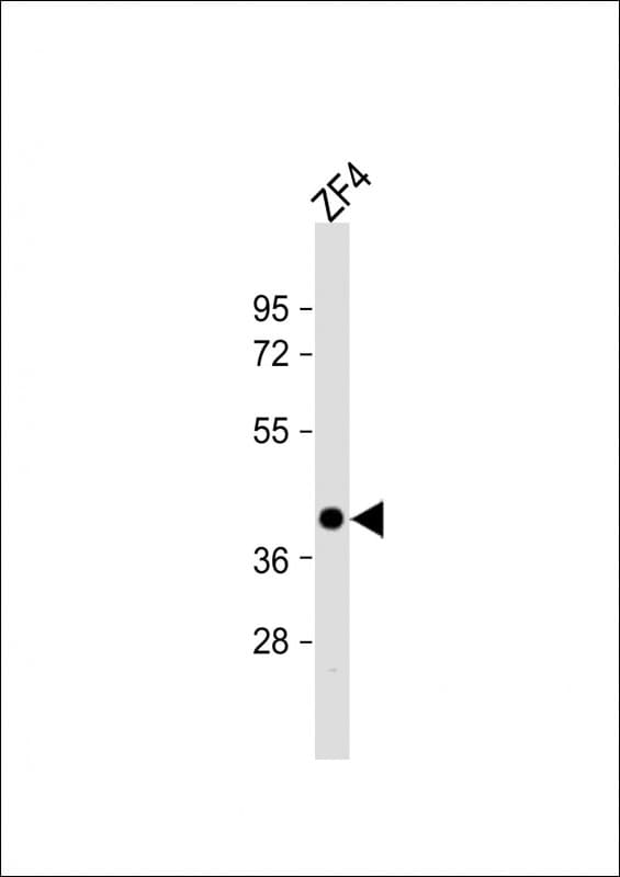 POU5F1 / OCT4 Antibody (aa141-177)