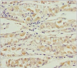 KCNS3 Antibody