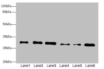 STX7 / Syntaxin 7 Antibody